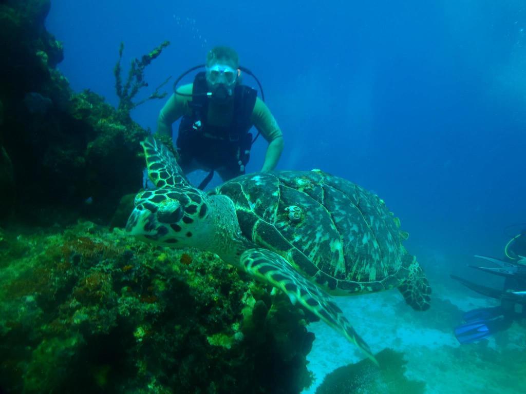 Beachouse Dive Auberge de jeunesse *